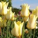 Tulipa fleur de lis 'Moon Shine' PB 12